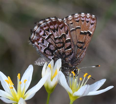 Eastern Pine Elfin - Alabama Butterfly Atlas