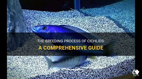 The Breeding Process Of Cichlids: A Comprehensive Guide | PetShun