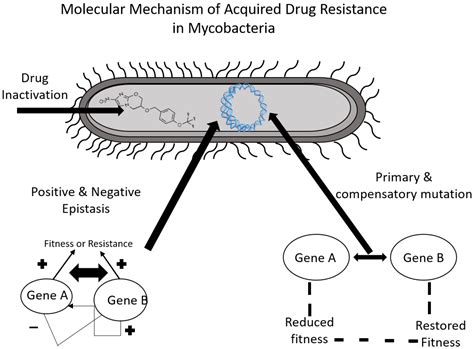 Molecules Free Full Text Tools To Alleviate The Drug Resistance In