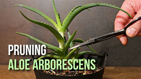 First Time Trimming Aloe Arborescens Plant Youtube