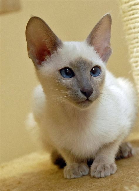 Pin On Siamese Cat