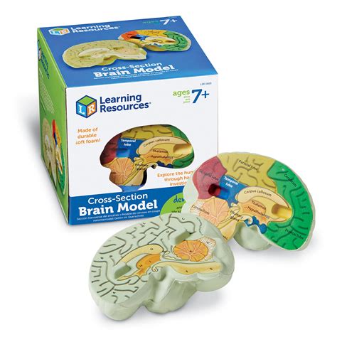 Brain Diagram Labeled For Kids
