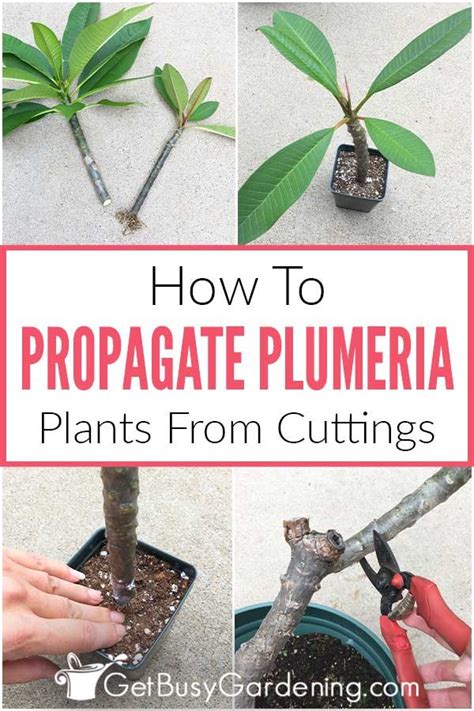 How To Propagate Plumeria Cuttings In 5 Easy Steps Plumeria Care