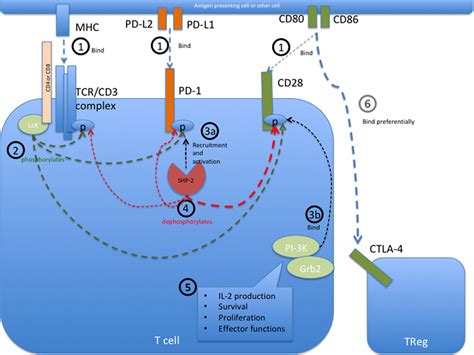 PD 1 And CTLA 4 Two Checkpoints One Pathway Science 42 OFF