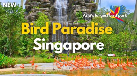 Bird Paradise Singapore Mandai Bird Park Tour Youtube