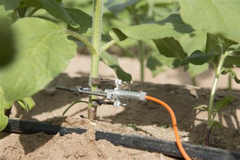 Israeli Irrigation Technology Saving Water And Producing More Behold