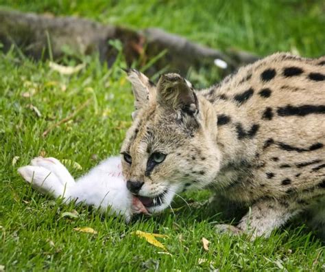 Serval: Are Serval Cats Good Pets?