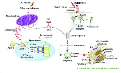 Apoptotic Pathways The Extrinsic Pathway Involves So Called Death