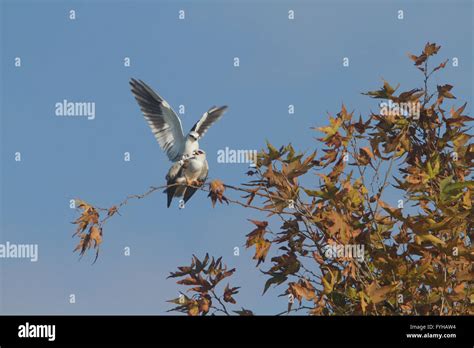 Black Winged Kite Elanus Caeruleus Mating On Treetop Hulla Valley