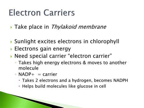 PPT - Photosynthesis PowerPoint Presentation, free download - ID:2629340