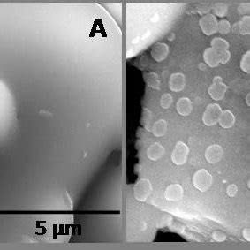 SEM Analysis Of Bioactive Glass B1 Uncoated A And Coated With 0 15