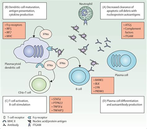 Review Immune System And Disease Answers