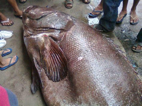 Worlds Largest Fish Lapu Lapu Found In Borongan Samar Philippines