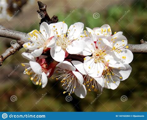 White Apricot Blossom Stock Photo Image Of Plant Apricot 143162284