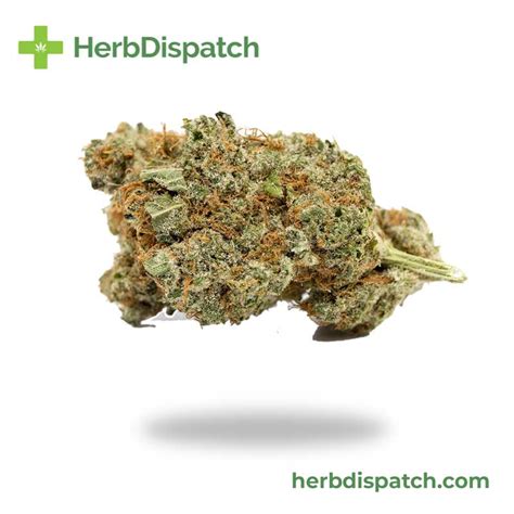 Chocolope Sativa Dominant Hybrid Aa Herb Dispatch Wholesale