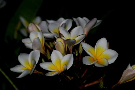 Franjipani Bunch Free Photo Download | FreeImages