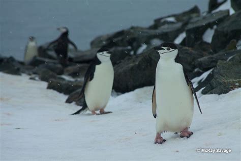 Do Penguins Have Knees Diving Into The Controversial Topic