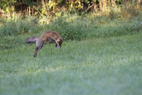 Association Oiseaux Nature Renard Photo Jacques Vincent