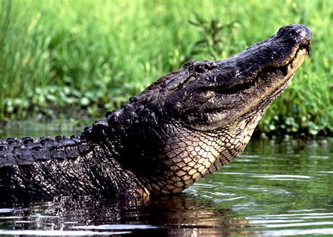 How to See Alligators on a Louisiana Swamp Tour