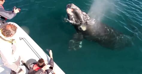 Basurales En La Patagonia El Germen Principal De Una Lucha Entre Ballenas Y Gaviotas Infobae