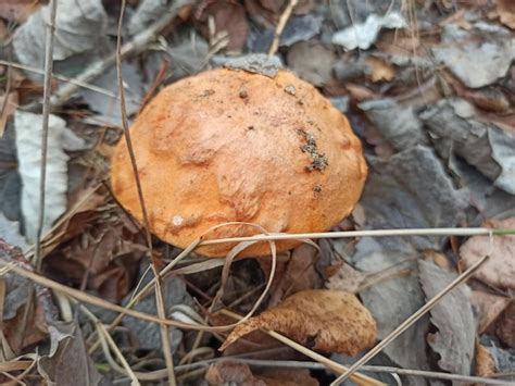 Hongo Comestible Orangecap Boletus Leccinum Aurantiacum Con Una Gorra