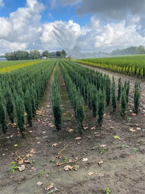 Schmale Säulen Eibe Taxus baccata Fastigiata Robusta kaufen