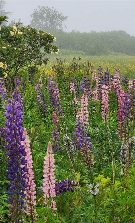 Class: Wildflower Identification (Spring 2024) – Senior College