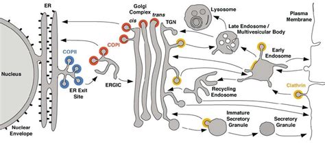 The secretory pathway. | Download Scientific Diagram