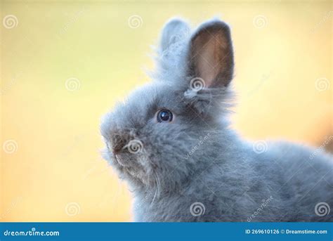 Cute Grey Fluffy Rabbit Running On Grass Backyard Stock Photo Image