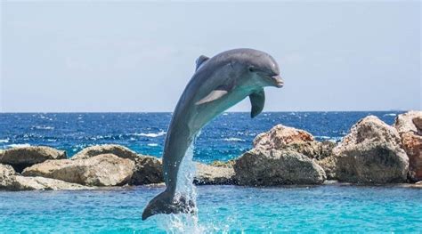 Dolphin, Intelligent Marine Mammals with Sharp Memories