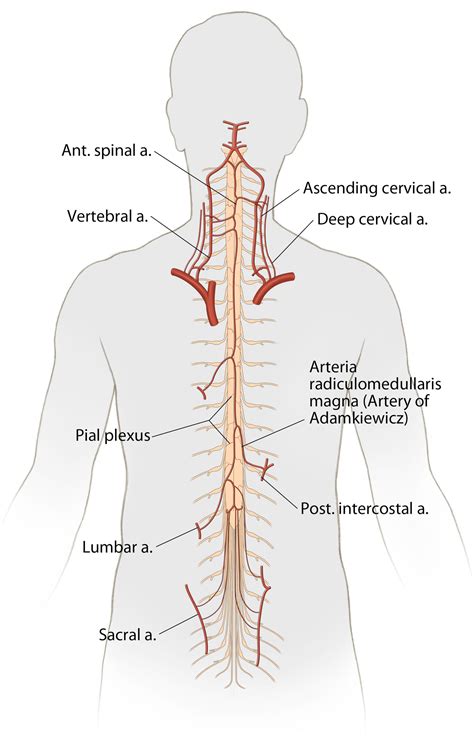 Lumbar Artery