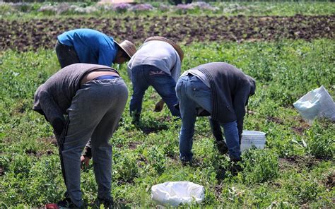 Convenio Con Inifap Pretende Potenciar Producci N Agropecuaria El Sol