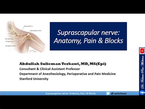 Suprascapular Nerve Anatomy Pain Blocks And Treatment Youtube