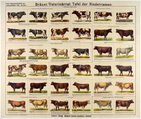 Tafel der Rinderassen | Breeds of cows, Farm animals, Animals