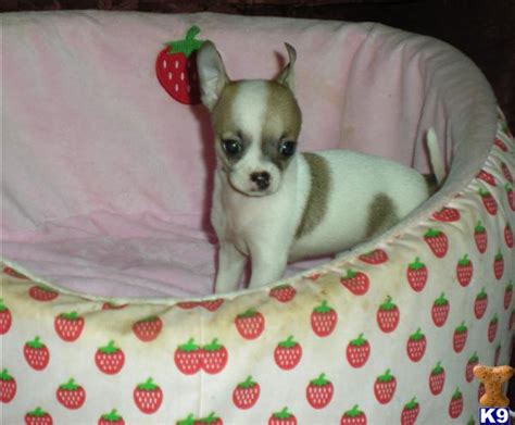 Chihuahua Puppy for Sale: REDUCED ADORABLE APPLEHEAD CHIHUAHUA PUPPY 12 ...