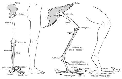 Bird Leg Bones