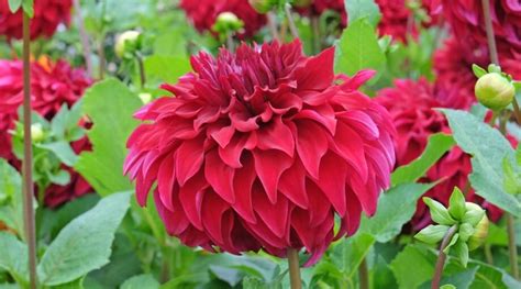 How to Plant, Grow, and Care for Dinnerplate Dahlias