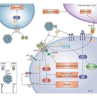 The biological activities of TACI. TACI inhibits B cell proliferation ...