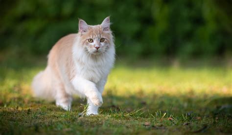 Maine Coon Taille Caract Re Et Sant Jardiland