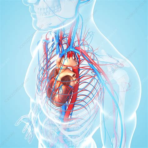 Male Cardiovascular System Artwork Stock Image F Science