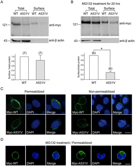 Surface Biotinylation Experiments On Hek T Cells Expressing