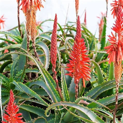 Aloe Arborescens Candelabra Torch Aloe