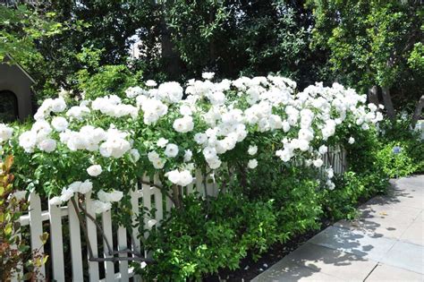 White Roses And Picket Fence