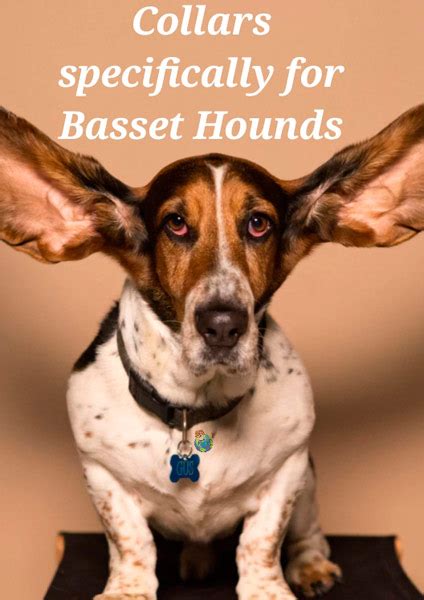 What Size Collar Does A Basset Hound Need