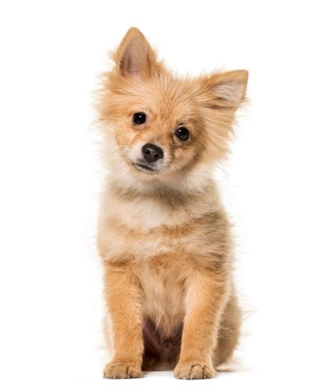 Premium Photo Pomeranian Puppy 5 Months Old Sitting Against White