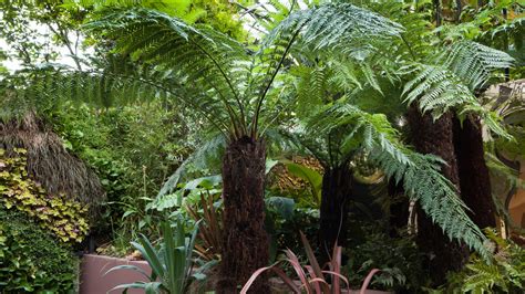 Creating A Fern Garden | Fasci Garden