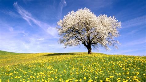 Sunlight Landscape Sunset Hill Nature Grass Sky Field Morning