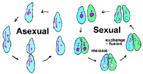 Similarities Between Sexual And Asexual Reproduction Knowswhy