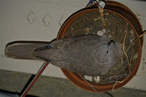 Eurasian Collared Dove Hatching : CDA Photo