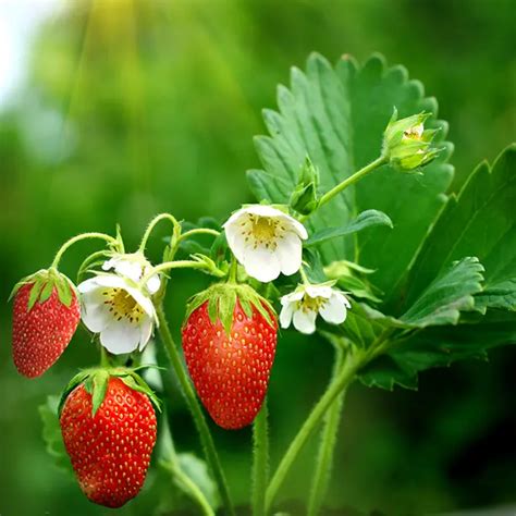 How To Grow Strawberries Artofit